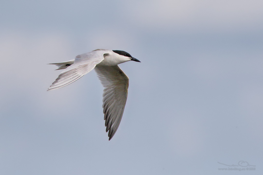 SANDTRNA / GULL-BILLED TERN (Gelochelidon nilotica) - Stäng / Close