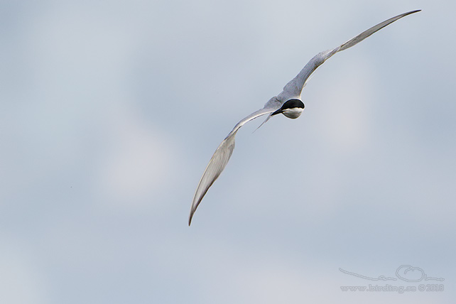 SANDTRNA / GULL-BILLED TERN (Gelochelidon nilotica) - stor bild/full size