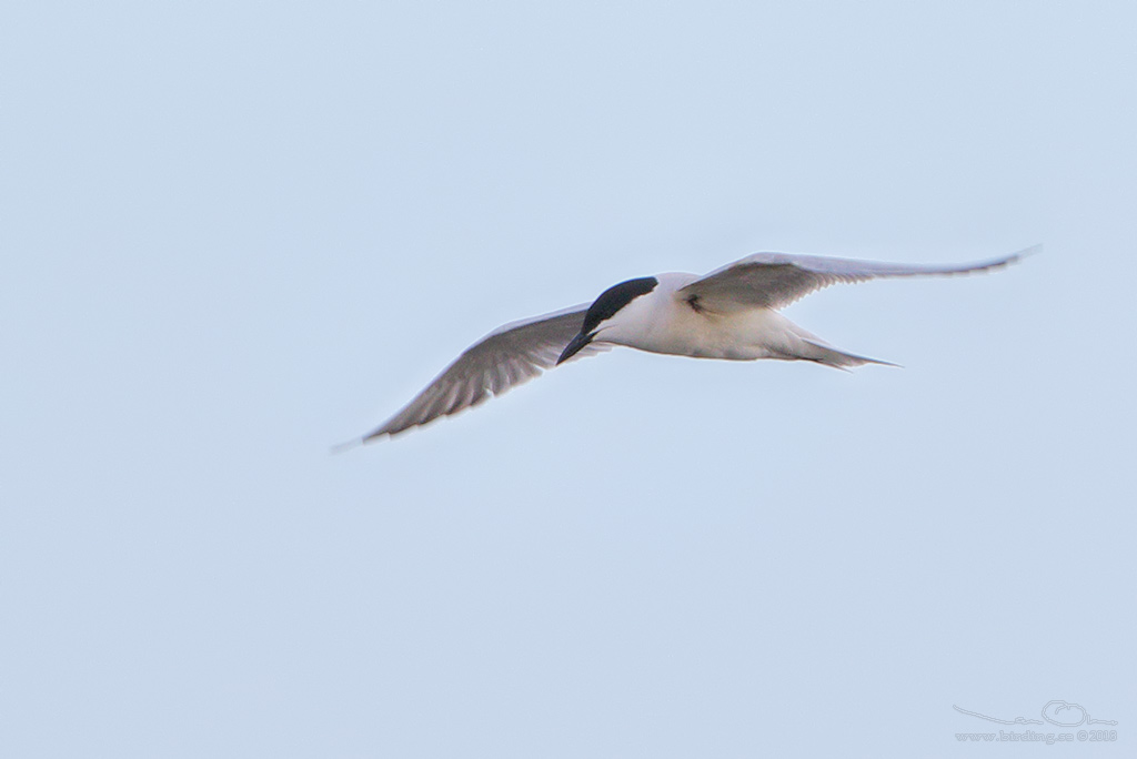 SANDTRNA / GULL-BILLED TERN (Gelochelidon nilotica) - Stäng / Close