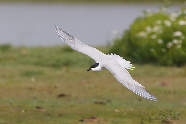 SANDTRNA / GULL-BILLED TERN (Gelochelidon nilotica) - stor bild/full size