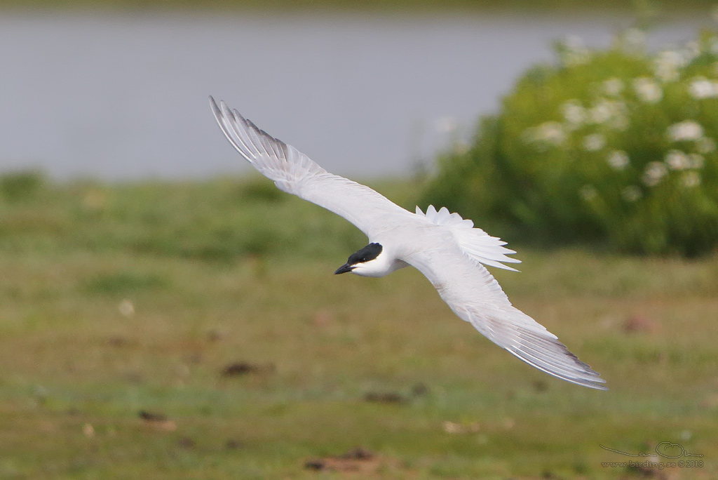 SANDTRNA / GULL-BILLED TERN (Gelochelidon nilotica) - Stäng / Close