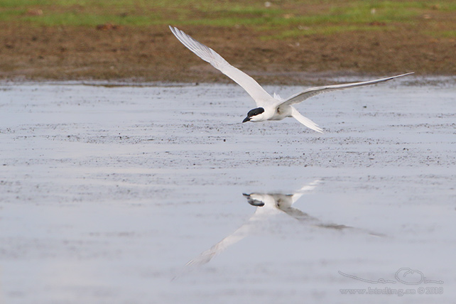 SANDTRNA / GULL-BILLED TERN (Gelochelidon nilotica) - stor bild/full size