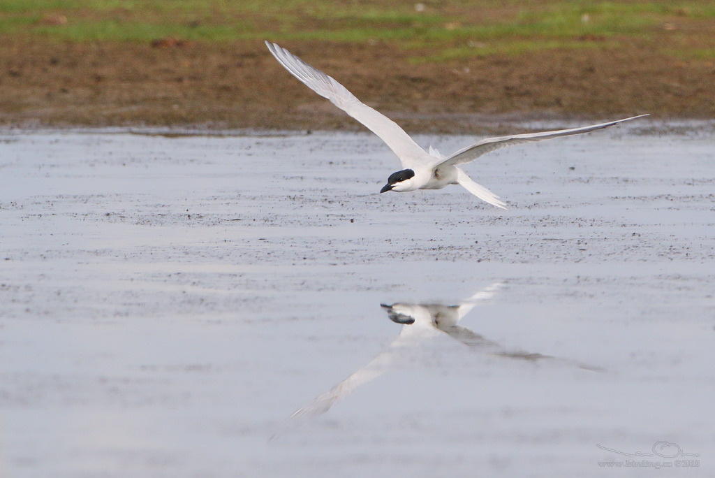 SANDTRNA / GULL-BILLED TERN (Gelochelidon nilotica) - Stäng / Close