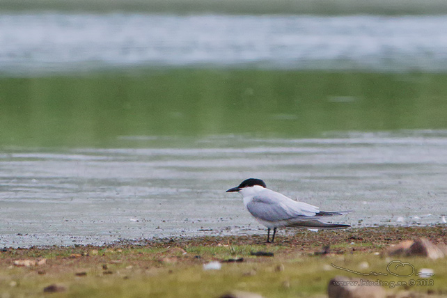 SANDTRNA / GULL-BILLED TERN (Gelochelidon nilotica) - stor bild/full size