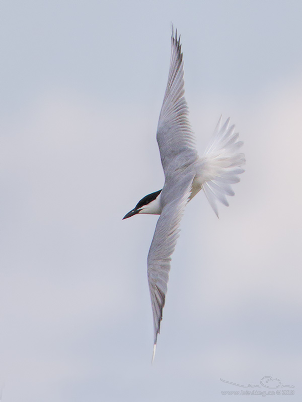 SANDTRNA / GULL-BILLED TERN (Gelochelidon nilotica) - Stäng / Close