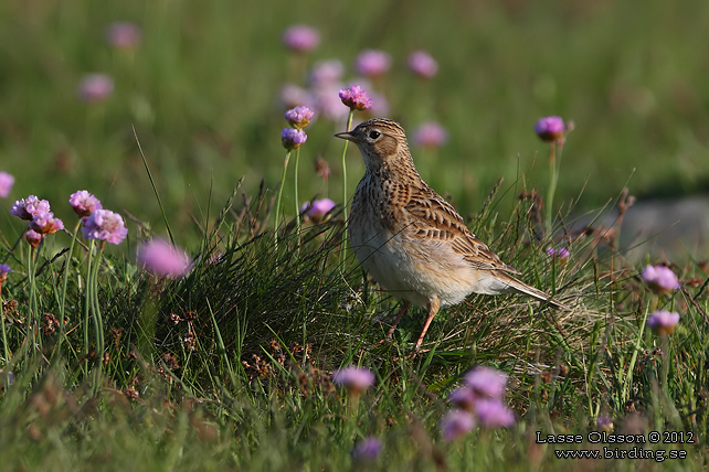 SÅNGLÄRKA / EURASIAN SKYLARK (Alauda arvensis) - stor bild / full size