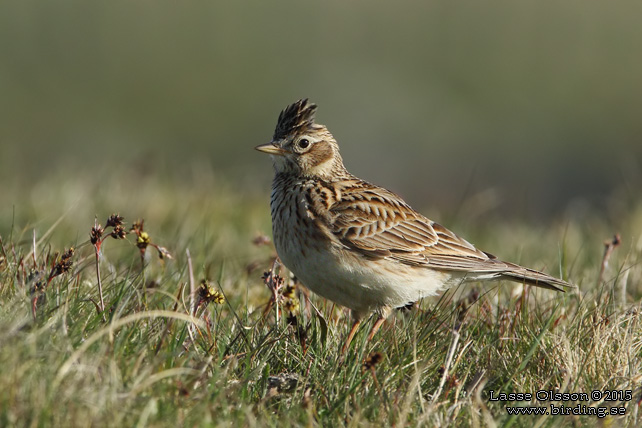 SÅNGLÄRKA / EURASIAN SKYLARK (Alauda arvensis) - stor bild / full size