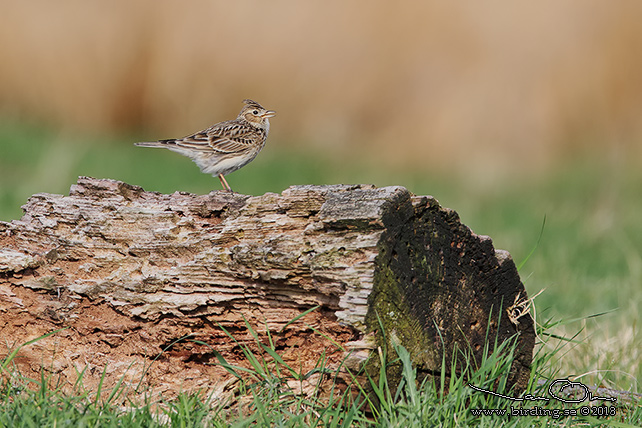 SÅNGLÄRKA / EURASIAN SKYLARK (Alauda arvensis) - stor bild / full size