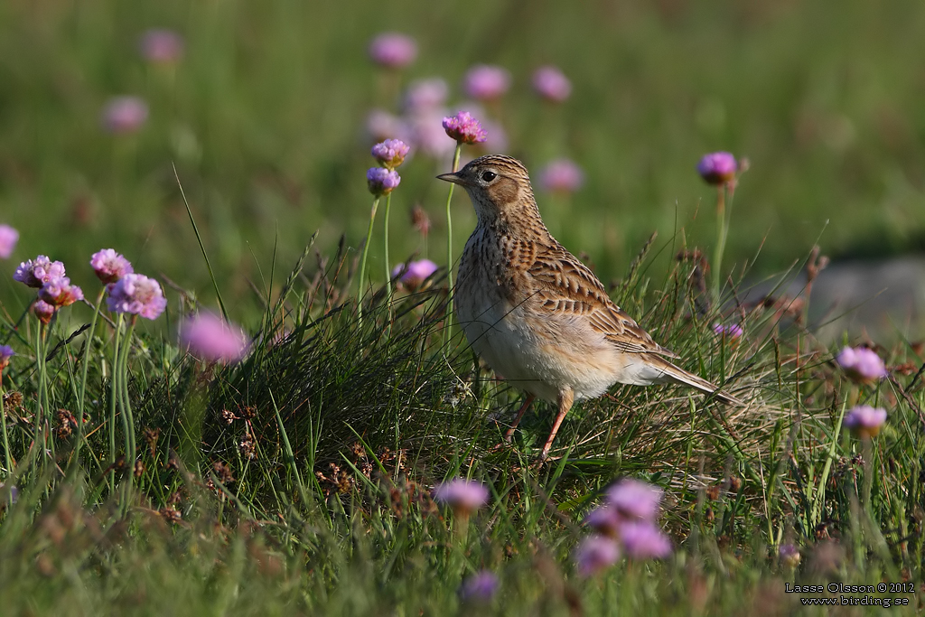 SNGLRKA / EURASIAN SKYLARK (Alauda arvensis) - Stng / Close