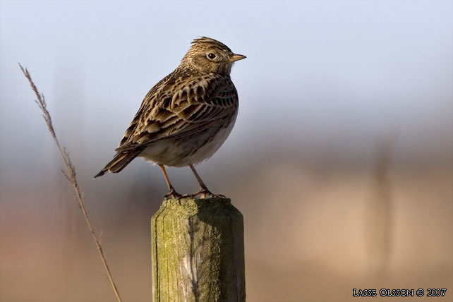 SNGLRKA / EURASIAN SKYLARK (Alauda arvensis) - stor bild / full size