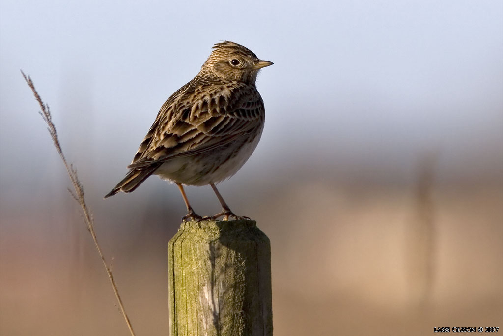 SNGLRKA / EURASIAN SKYLARK (Alauda arvensis) - Stng / Close