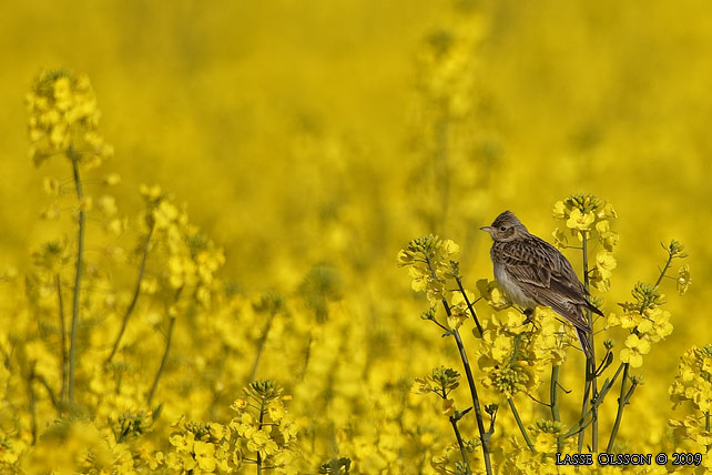 SNGLRKA / EURASIAN SKYLARK (Alauda arvensis) - stor bild / full size