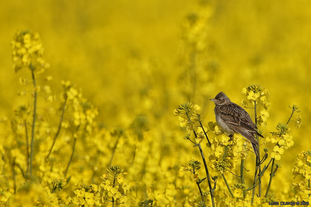 SNGLRKA / EURASIAN SKYLARK (Alauda arvensis) - Stng / Close