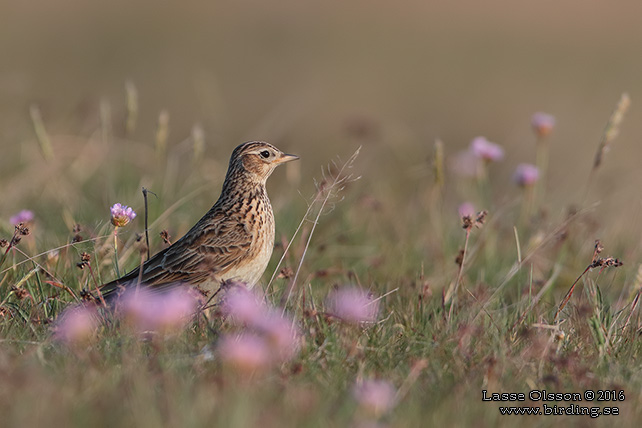 SÅNGLÄRKA / EURASIAN SKYLARK (Alauda arvensis) - stor bild / full size