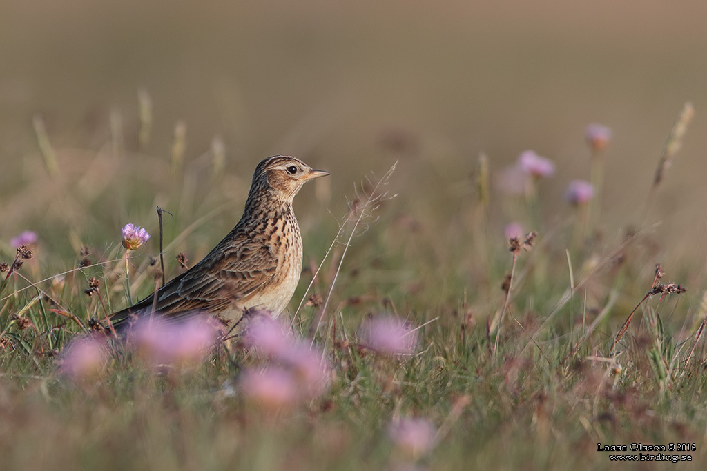 SNGLRKA / EURASIAN SKYLARK (Alauda arvensis) - Stng / Close