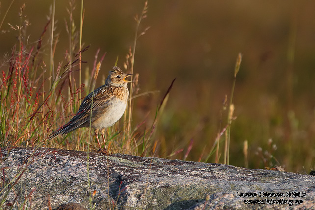 SÅNGLÄRKA / EURASIAN SKYLARK (Alauda arvensis) - stor bild / full size