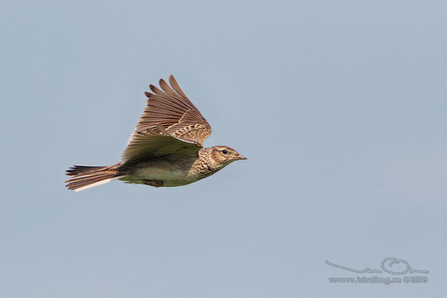 SÅNGLÄRKA / EURASIAN SKYLARK (Alauda arvensis) - stor bild / full size