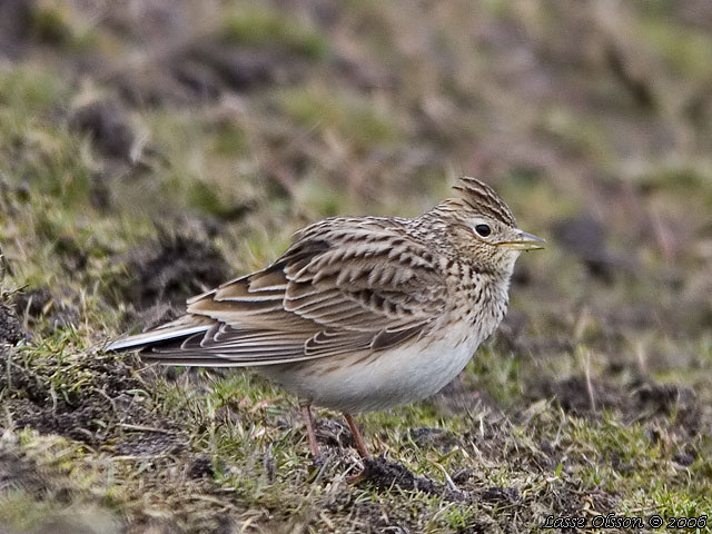 SNGLRKA / EURASIAN SKYLARK (Alauda arvensis)