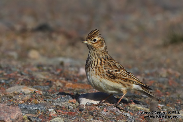 SÅNGLÄRKA / EURASIAN SKYLARK (Alauda arvensis) - stor bild / full size