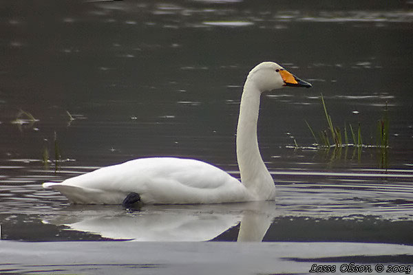 SNGSVAN / WHOOPER SWAN (Cygnus cygnus)