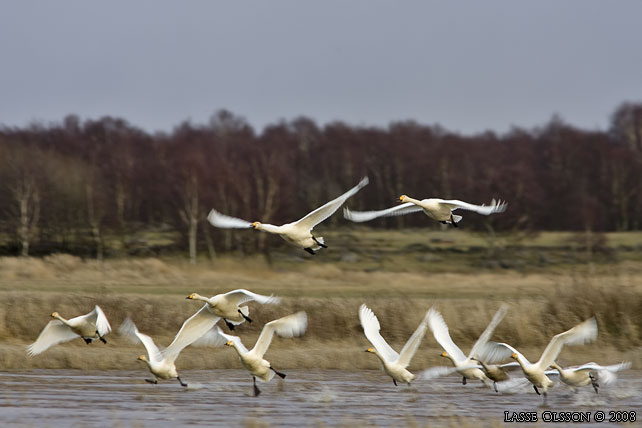 SNGSVAN / WHOOPER SWAN (Cygnus cygnus) -  stor bild / full size