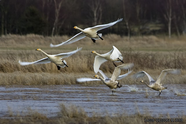 SNGSVAN / WHOOPER SWAN (Cygnus cygnus) -  stor bild / full size