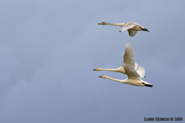 SNGSVAN / WHOOPER SWAN (Cygnus cygnus) -  stor bild / full size