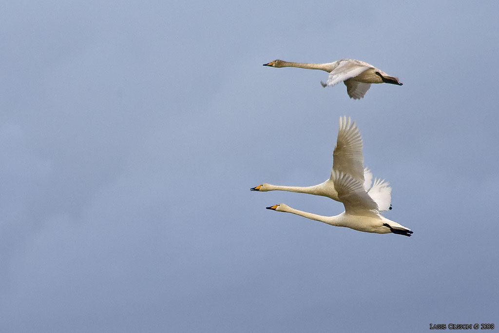 SNGSVAN / WHOOPER SWAN (Cygnus cygnus) - Stng / Close