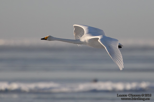 SÅNGSVAN / WHOOPER SWAN (Cygnus cygnus) -  stor bild / full size