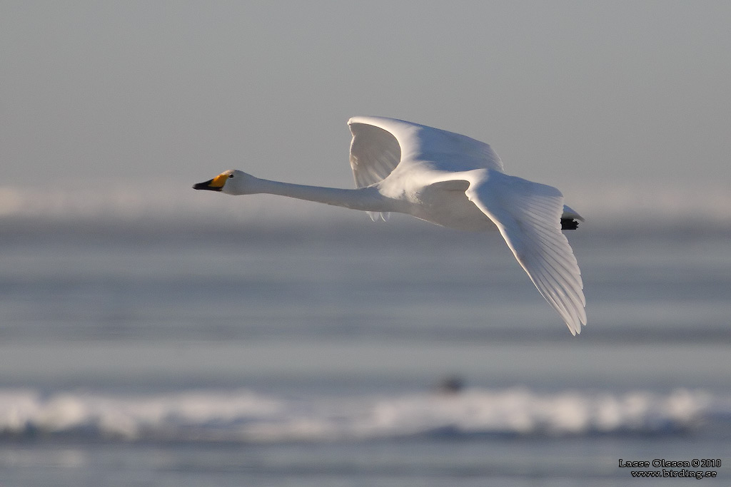 SNGSVAN / WHOOPER SWAN (Cygnus cygnus) - Stng / Close