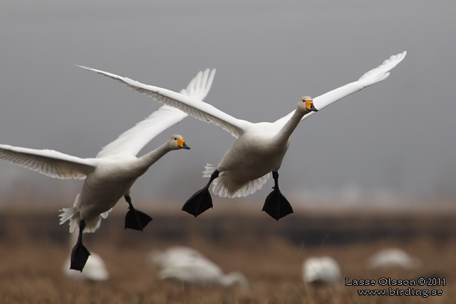 SÅNGSVAN / WHOOPER SWAN (Cygnus cygnus) -  stor bild / full size