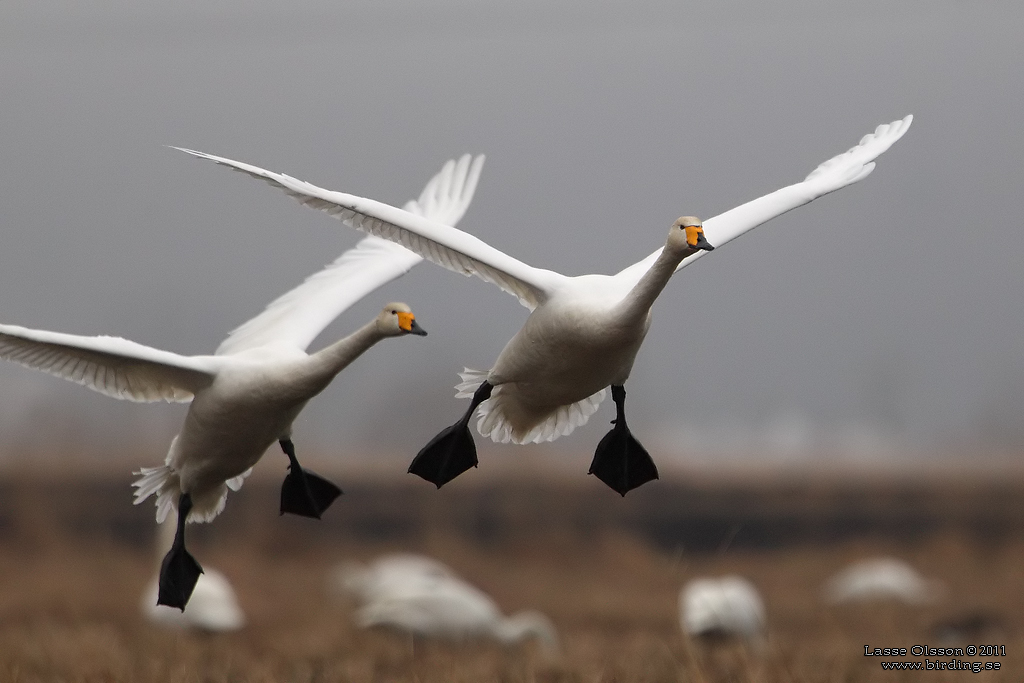 SNGSVAN / WHOOPER SWAN (Cygnus cygnus) - Stng / Close