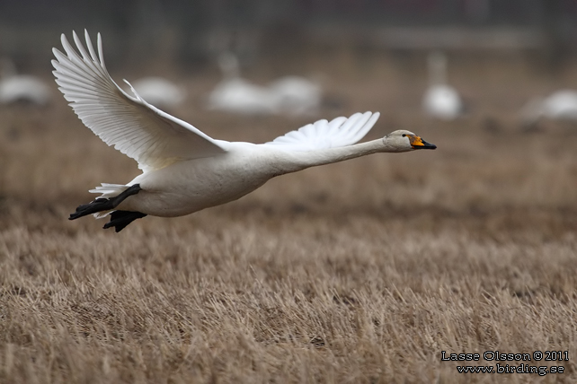 SÅNGSVAN / WHOOPER SWAN (Cygnus cygnus) -  stor bild / full size