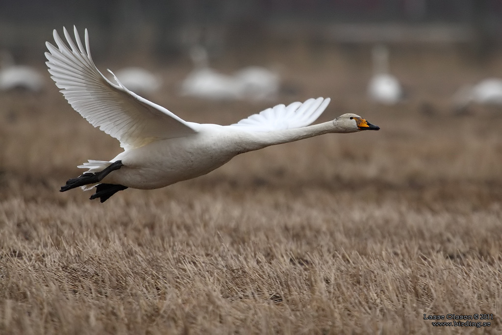 SNGSVAN / WHOOPER SWAN (Cygnus cygnus) - Stng / Close