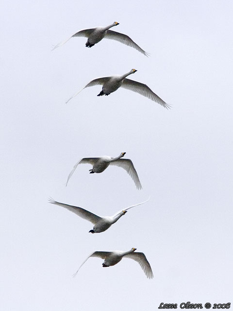 SNGSVAN / WHOOPER SWAN (Cygnus cygnus)