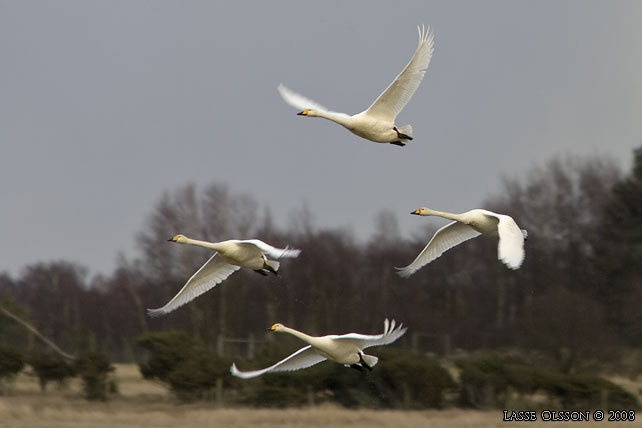 SNGSVAN / WHOOPER SWAN (Cygnus cygnus) -  stor bild / full size