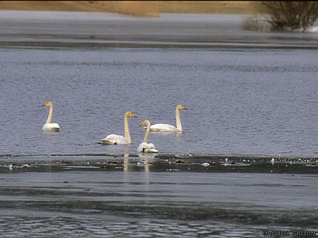 SNGSVAN / WHOOPER SWAN (Cygnus cygnus)