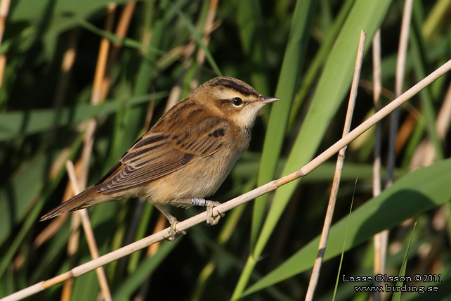 SÄVSÅNGARE / SEDGE WARBLER (Acrocephalus schoenobaenus) - stor bild / full size