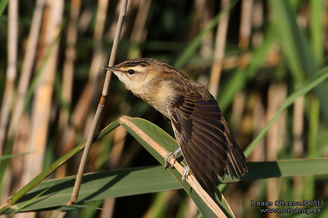 SÄVSÅNGARE / SEDGE WARBLER (Acrocephalus schoenobaenus) - stor bild / full size