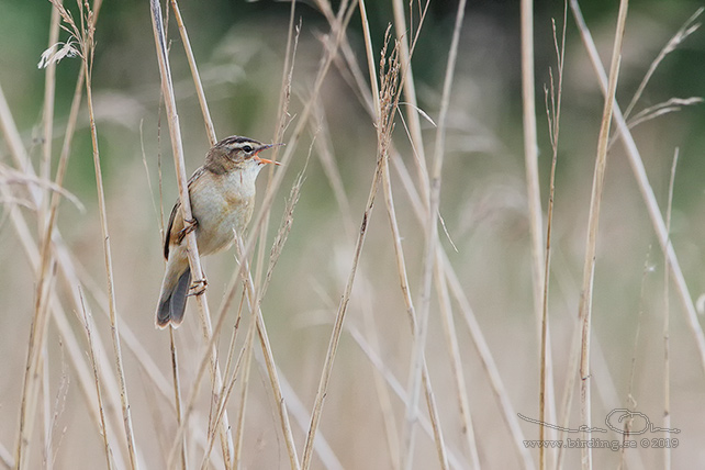 SÄVSÅNGARE / SEDGE WARBLER (Acrocephalus schoenobaenus) - stor bild / full size