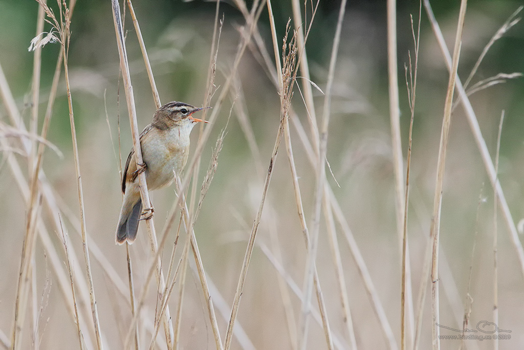 SVSNGARE / SEDGE WARBLER (Acrocephalus schoenobaenus) - Stng / Close