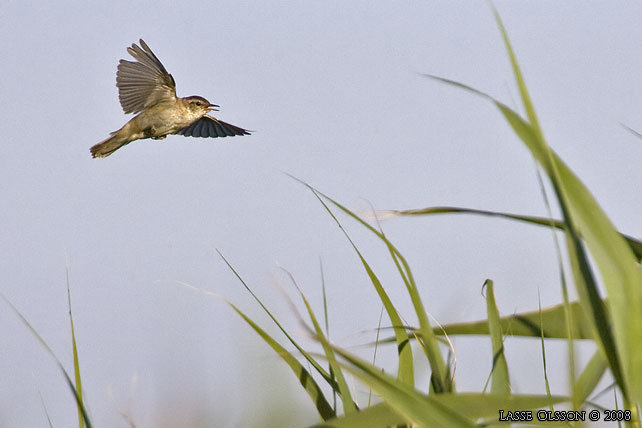 SVSNGARE / SEDGE WARBLER (Acrocephalus schoenobaenus) - stor bild / full size