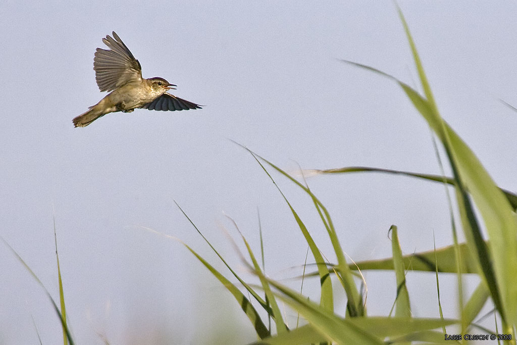 SVSNGARE / SEDGE WARBLER (Acrocephalus schoenobaenus) - Stng / Close