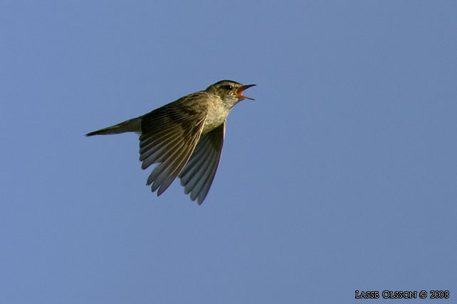 SVSNGARE / SEDGE WARBLER (Acrocephalus schoenobaenus) - stor bild / full size