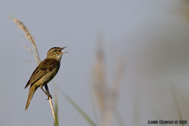 SVSNGARE / SEDGE WARBLER (Acrocephalus schoenobaenus) - stor bild / full size