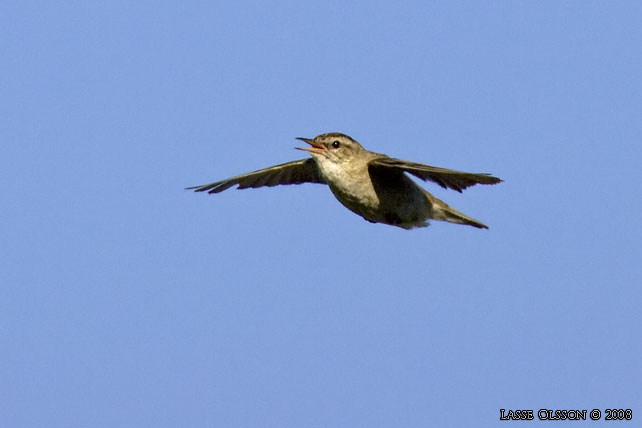 SVSNGARE / SEDGE WARBLER (Acrocephalus schoenobaenus) - stor bild / full size