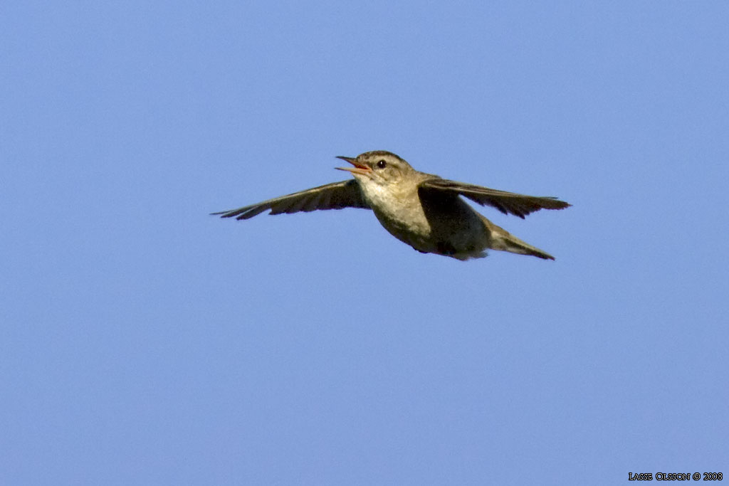 SVSNGARE / SEDGE WARBLER (Acrocephalus schoenobaenus) - Stng / Close