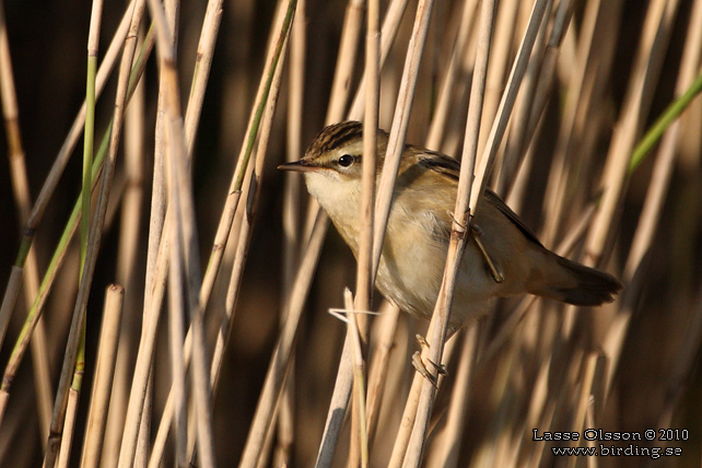 SVSNGARE / SEDGE WARBLER (Acrocephalus schoenobaenus) - stor bild / full size