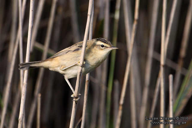 SVSNGARE / SEDGE WARBLER (Acrocephalus schoenobaenus) - stor bild / full size