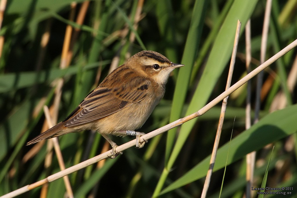 SVSNGARE / SEDGE WARBLER (Acrocephalus schoenobaenus) - Stng / Close